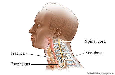 Partial anatomy of the neck