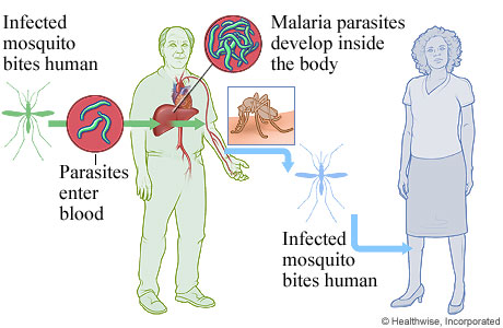 Life cycle of malaria parasites