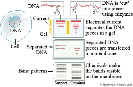 DNA Fingerprinting Process