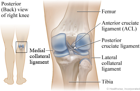 Picture of ligaments of the knee: Posterior (back) view of the right knee
