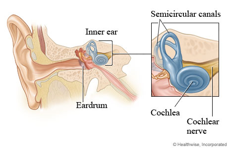 Picture of the inner ear